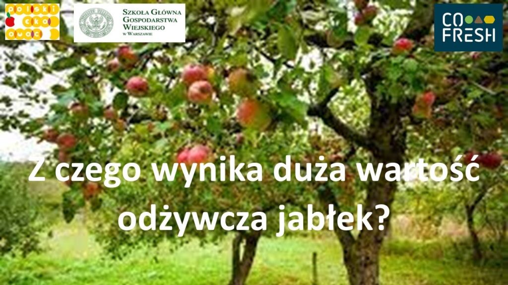 Z czego wynika duża wartość odżywcza jabłek ekologicznych - prof. dr hab. Ewa Maria Rembiałkowska
